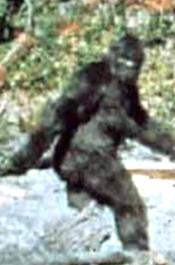 Sasquatch