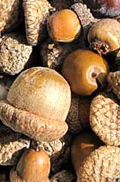 Acorn