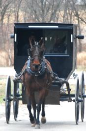 Amish Buggy