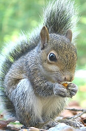 Squirrel